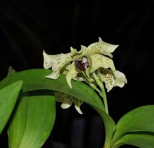 Dendrobium atroviolaceum