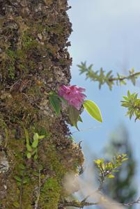 Dendrobium aurantiiroseum