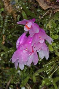 Dendrobium aurantiiroseum