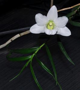 Dendrobium auriculatum