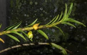 Dendrobium austrocaledonicum