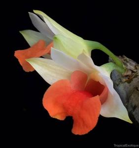 Dendrobium bellatulum