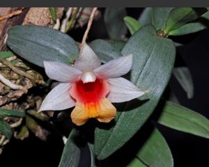 Dendrobium bellatulum