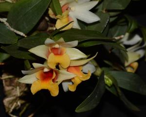 Dendrobium bellatulum