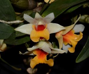 Dendrobium bellatulum