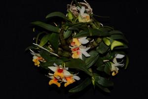 Dendrobium bellatulum