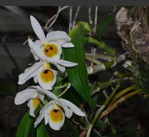 Dendrobium bensoniae