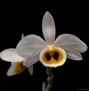 Dendrobium bensoniae