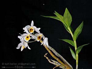 Dendrobium bensoniae