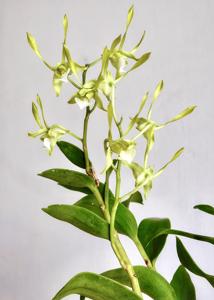 Dendrobium bicaudatum