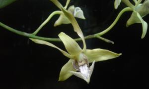 Dendrobium bicaudatum