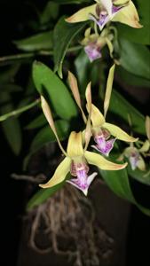 Dendrobium bicaudatum