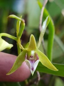 Dendrobium bicaudatum