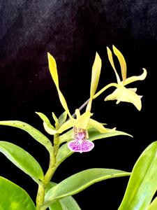 Dendrobium bicaudatum