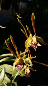 Dendrobium bicaudatum