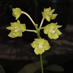 Dendrobium bifalce