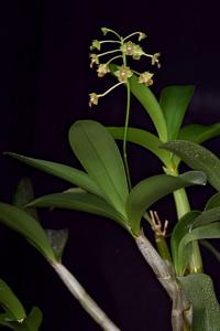 Dendrobium bifalce