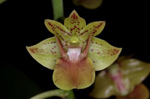 Dendrobium bifalce