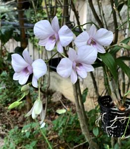 Dendrobium bigibbum