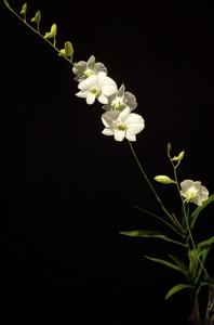 Dendrobium bigibbum