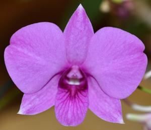 Dendrobium bigibbum