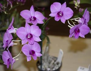 Dendrobium bigibbum