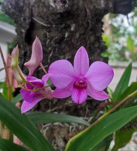 Dendrobium bigibbum