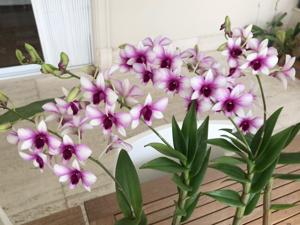 Dendrobium bigibbum var. superbum