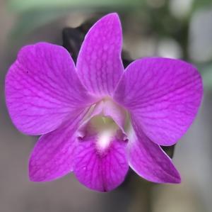 Dendrobium bigibbum var. superbum