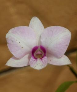 Dendrobium bigibbum var. superbum