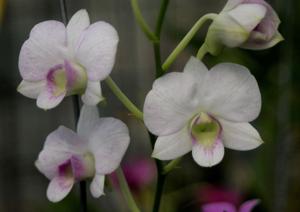 Dendrobium bigibbum var. superbum