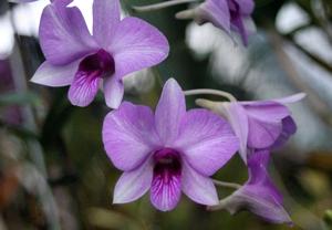 Dendrobium bigibbum var. superbum