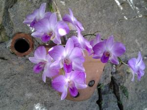 Dendrobium bigibbum var. superbum