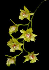 Dendrobium biloculare