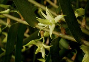 Dendrobium blanche-amesiae