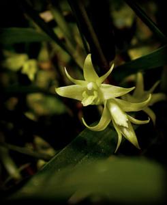 Dendrobium blanche-amesiae