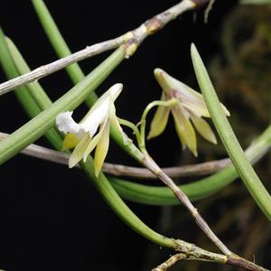 Dendrobium bowmanii