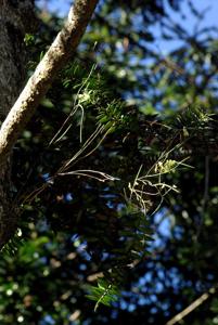 Dendrobium bowmanii