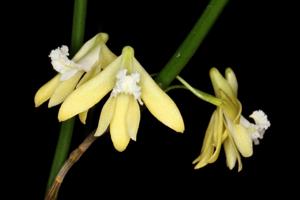 Dendrobium bowmanii