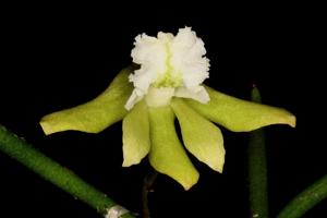 Dendrobium bowmanii