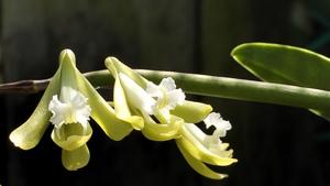 Dendrobium bowmanii