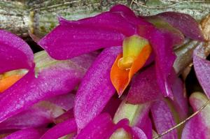 Dendrobium bracteosum