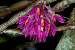 Dendrobium bracteosum