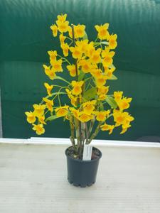 Dendrobium braianense