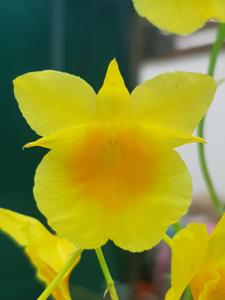 Dendrobium braianense