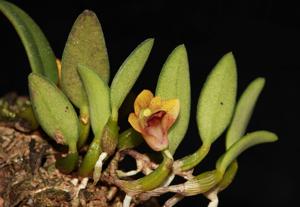 Dendrobium bulbophylloides