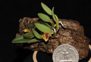 Dendrobium bulbophylloides