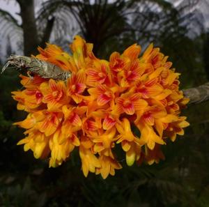 Dendrobium bullenianum