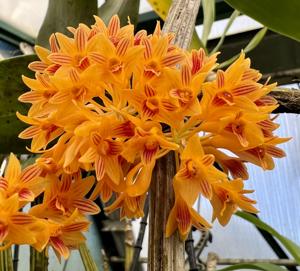 Dendrobium bullenianum