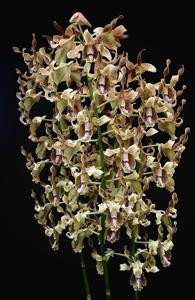 Dendrobium busuangense